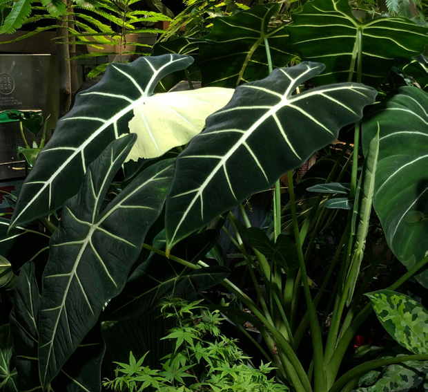 Anthurium Regale greenery